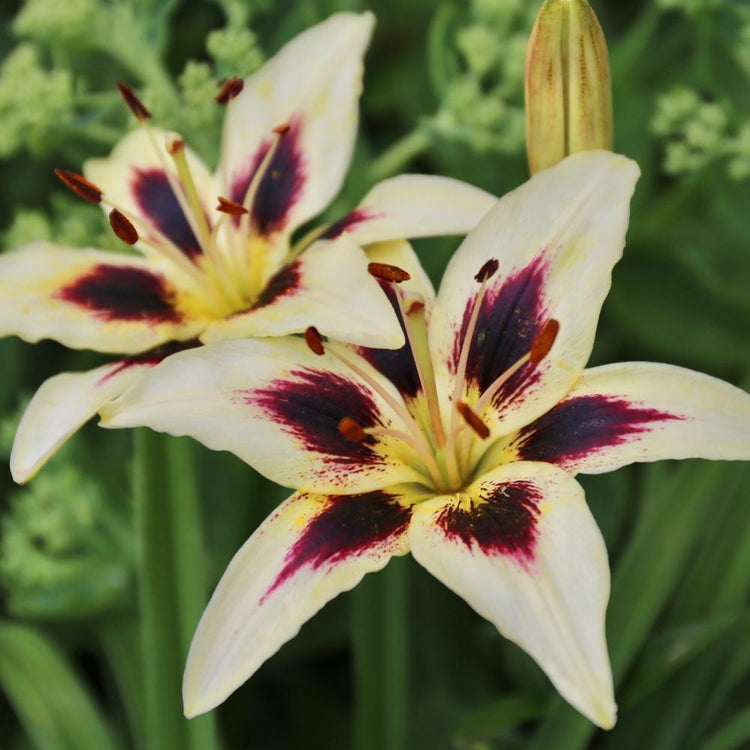 Asiatic lily Patricia's Pride, showing the large, upward-facing flowers with creamy white petals and dark maroon markings.