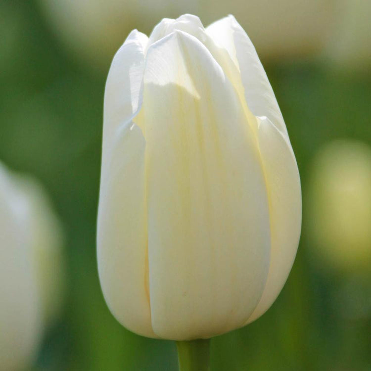 Tulip Single Late Maureen