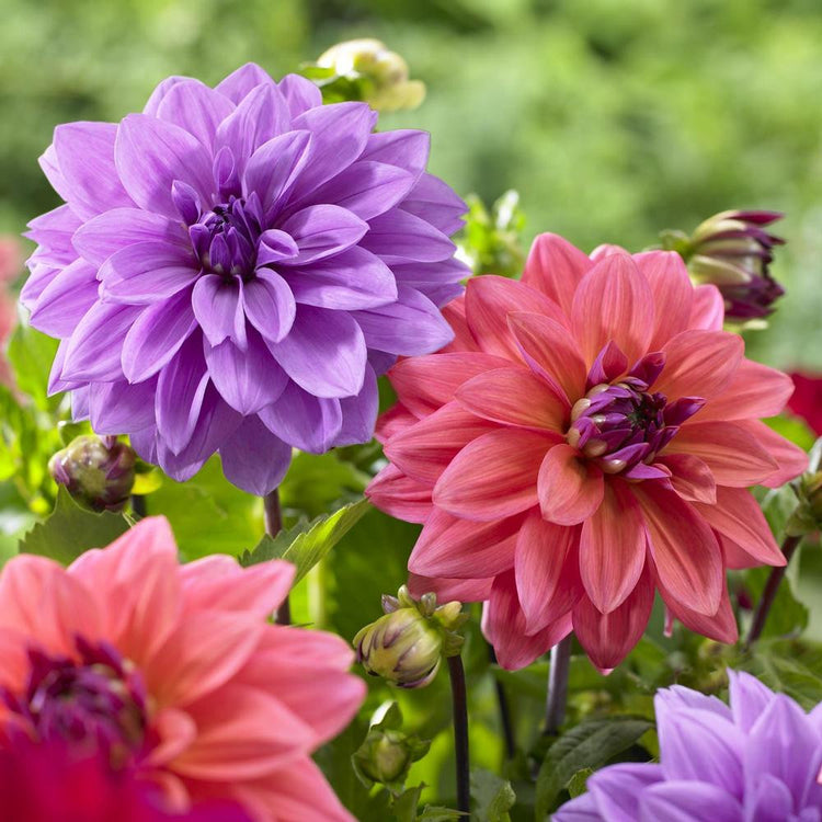 Dahlia Decorative Blue Bell & American Dawn