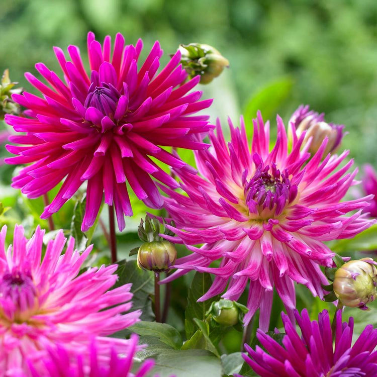 Dahlia Cactus Purple Gem & Jura