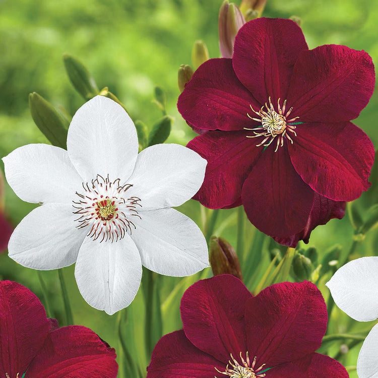 Clematis Standard Miss Bateman & Red Cardinal