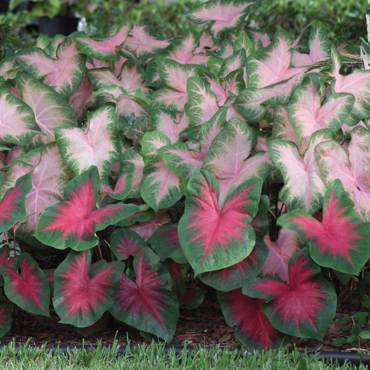 Caladium Fancy Florida Cardinal & Kathleen