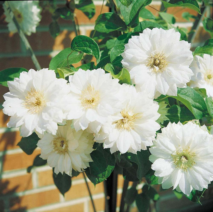 Clematis Standard Duchess of Edinburgh