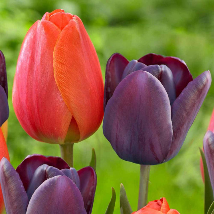 Tulip Darwin Hybrid Ad Rem & Queen of Night