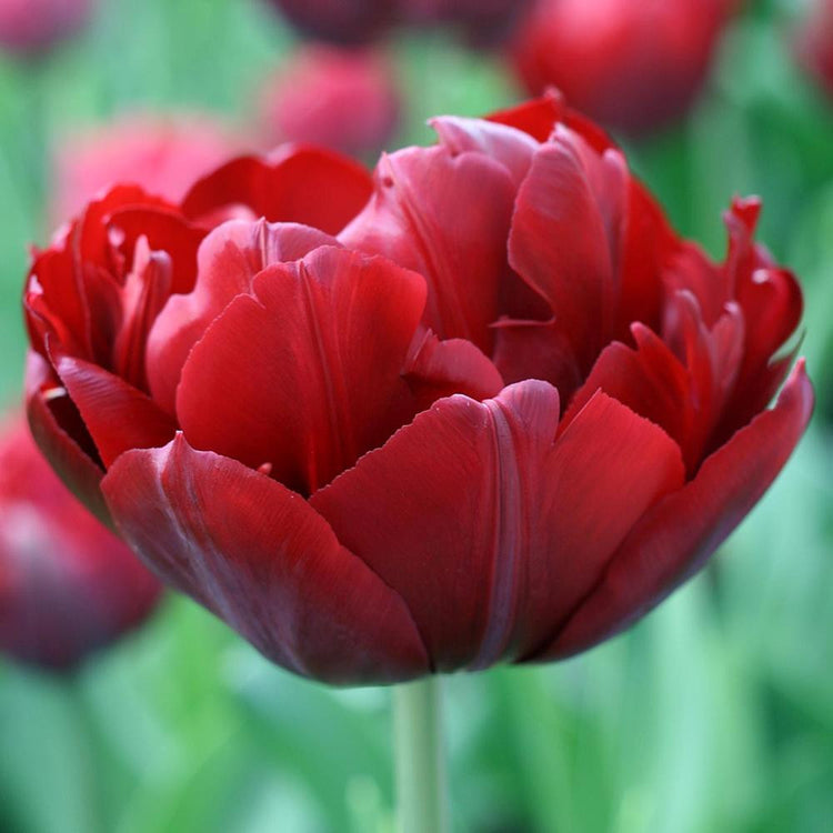 Single blossom of dark red double late tulip Midnight Magic in garden.