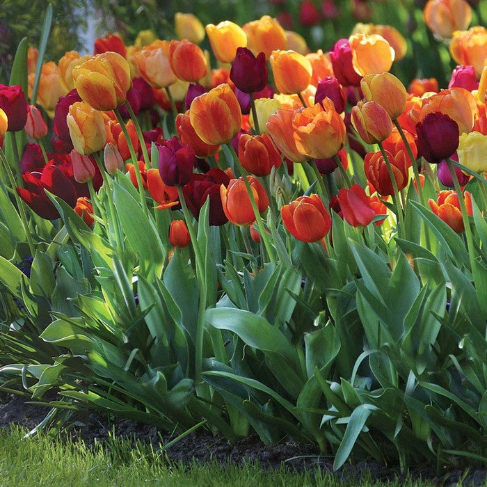 A large planting of colorful Triumph Tulip Brilliant Mix, featuring flowers in bright colors that include yellow, orange and burgundy.