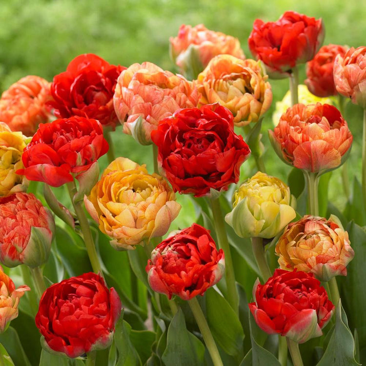 Tulip Double Late Gudoshnik Double
