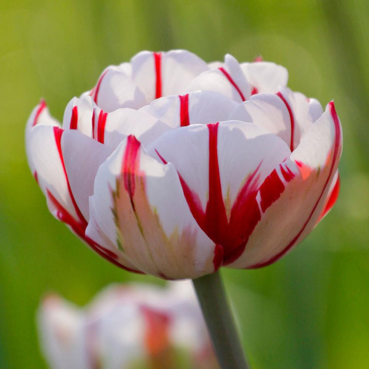 Single blossom of double late tulip Carnival de Nice showing white petals with bold red stripes.