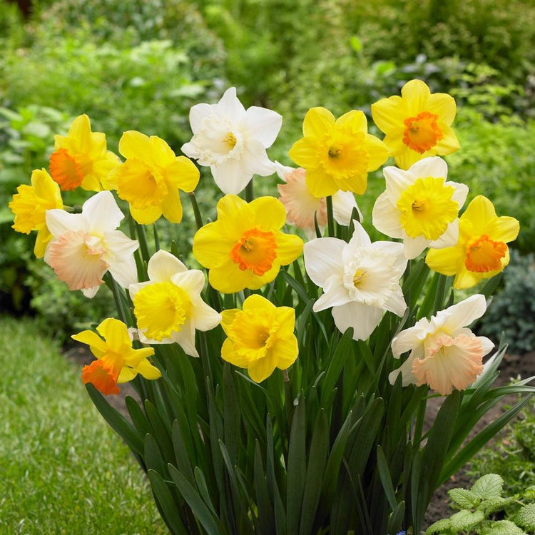 Daffodil Big Blooming Mix featuring early-blooming daffodils in assorted colors with flowers that are all white, all yellow, white and yellow, and yellow and orange.