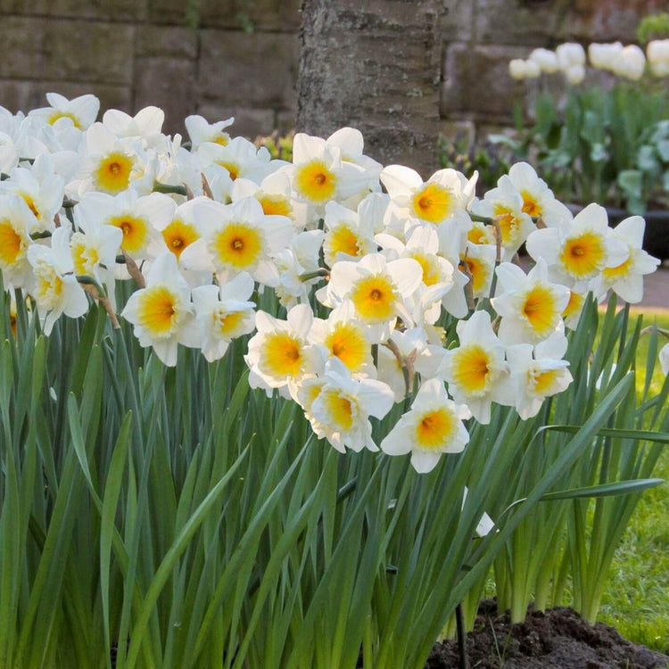Daffodil Large Cupped Ice Follies - Bulk Offer
