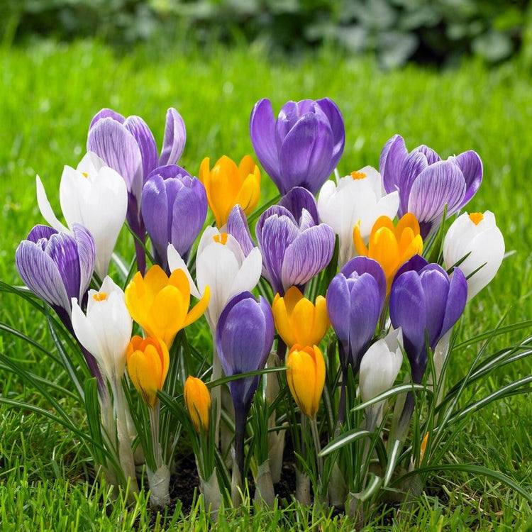 Crocus Large Flowering Mix - Bulk Offer