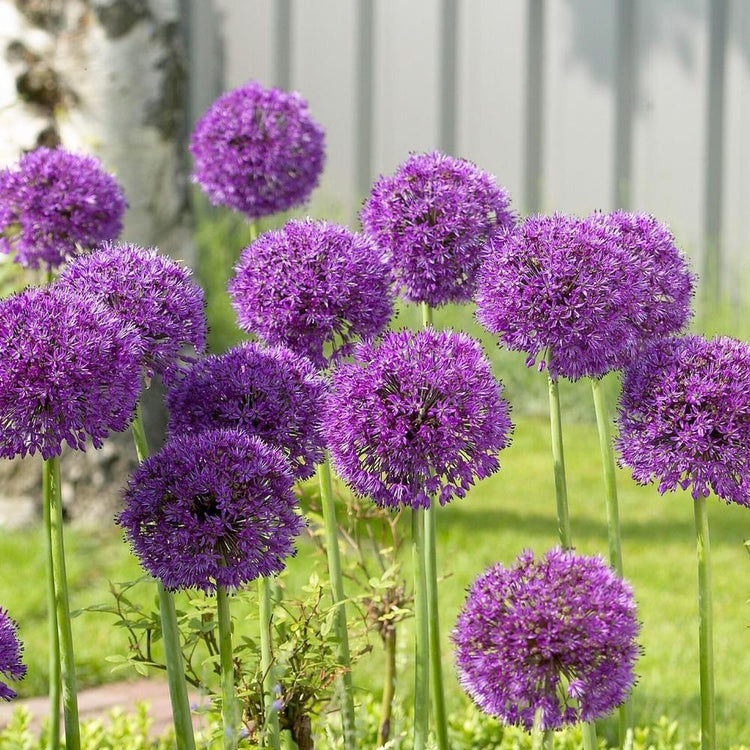 Allium Aflatunense Purple Sensation - Bulk Offer