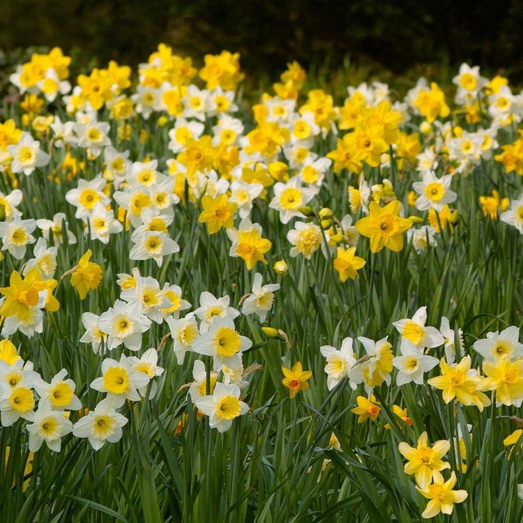 Daffodil Naturalizing Mix - Bulk Offer