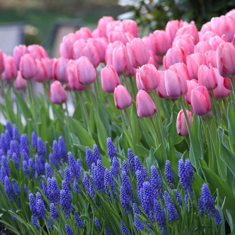A large flowerbed filled with pink, Mystic Van Eijk Darwin hybrid tulips and blue-purple Muscari armeniacum