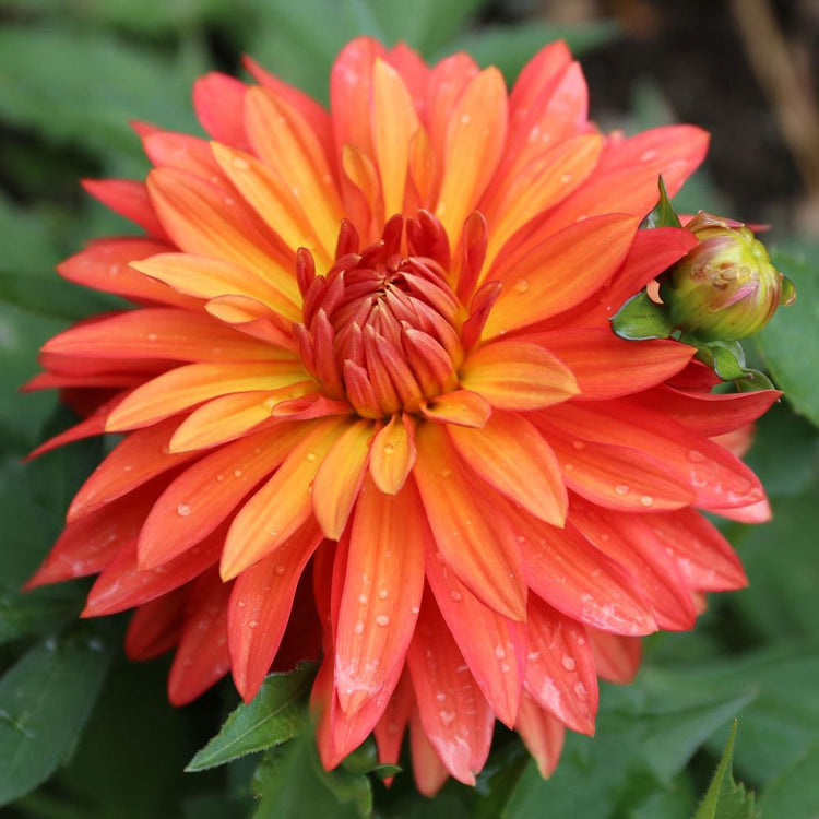 Dahlia Border Decorative Melody Swing