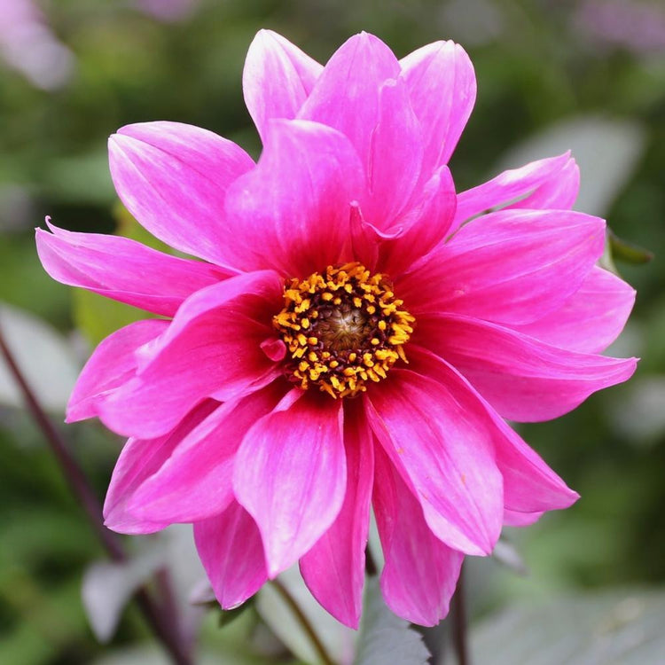 Dahlia Peony-Flowered Fascination