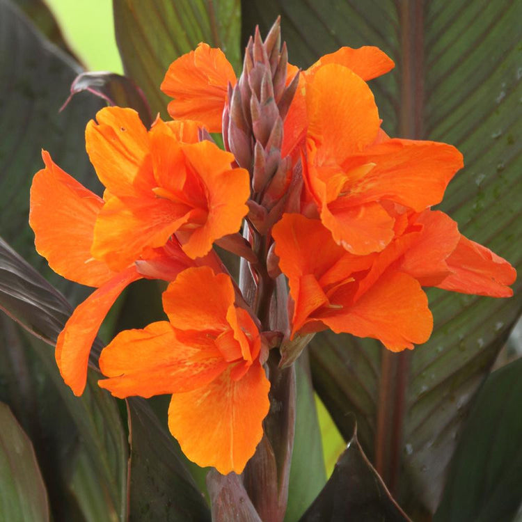 Canna Short Orange Chocolate