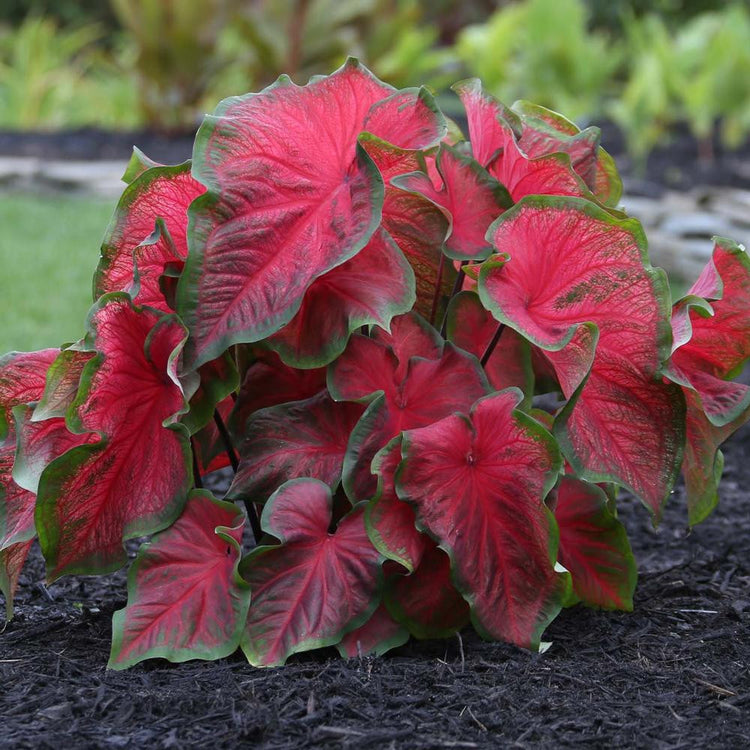 Caladium Strap Leaf Dragon Heart