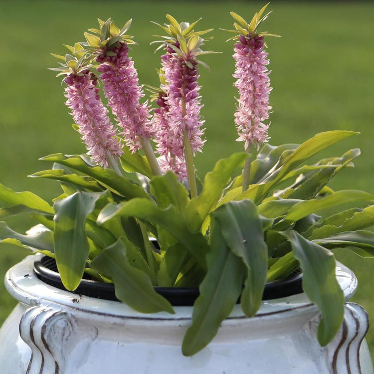 Eucomis Aloha, a dwarf pineapple lily with light pink flowers.
