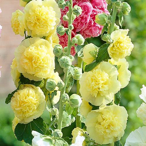 Alcea Double Yellow