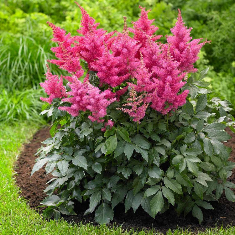 Astilbe Chinensis Drum and Bass
