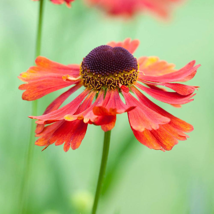 Helenium Moerheim Beauty