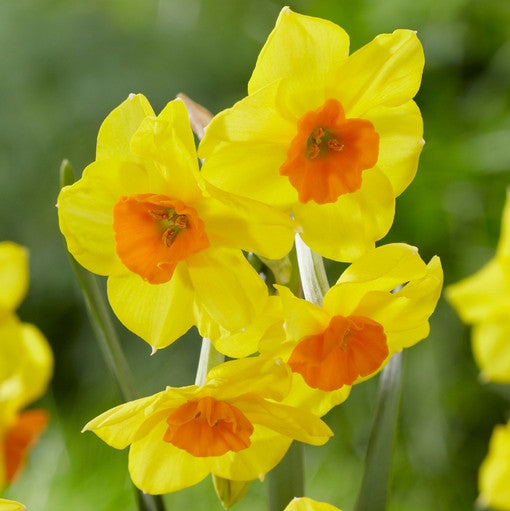 The flowers of late-blooming Jonquilla daffodil Martinette, showing a cluster of four small blossoms with yellow petals and flat, deep orange cups.