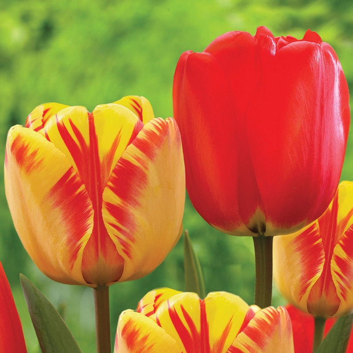 Tulip Darwin Hybrid Banja Luka & Red Impression