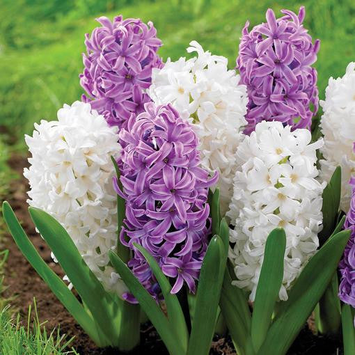 Hyacinth orientalis Purple Sensation and white Aiolos blooming together in a spring garden.