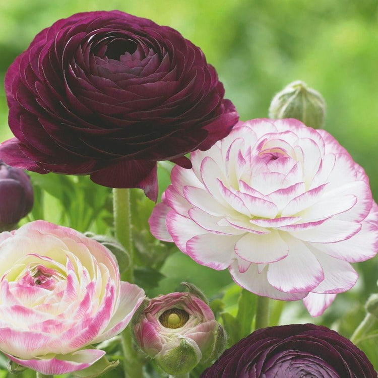 Ranunculus Tomer Picotee & Purple (Fall)