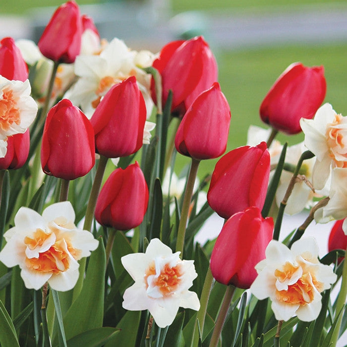 Tulip Red Impression & Daffodil Delnashaugh