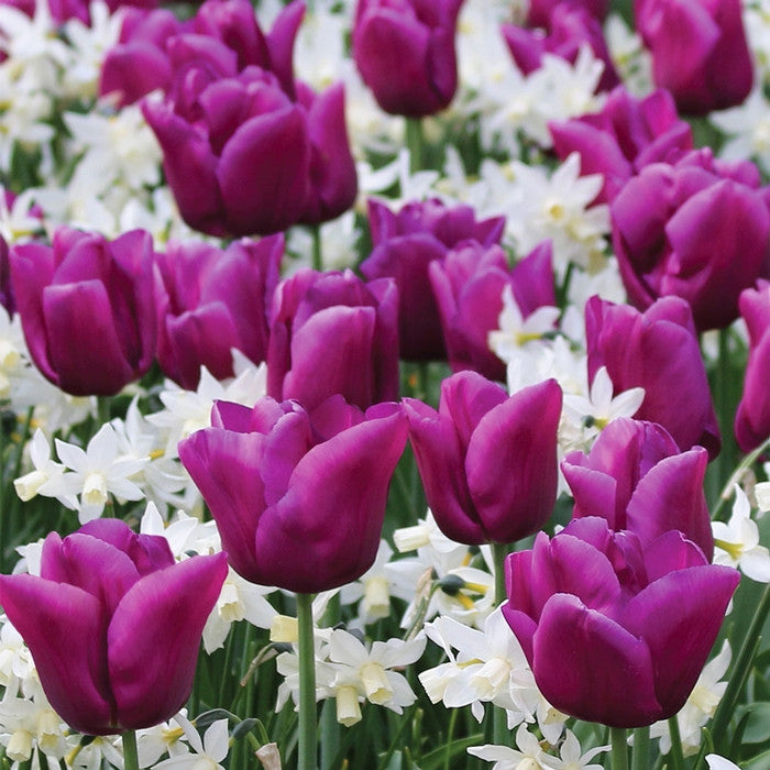 A mass planting of Purple Flag tulips and the white flowers of miniature daffodil Pueblo.