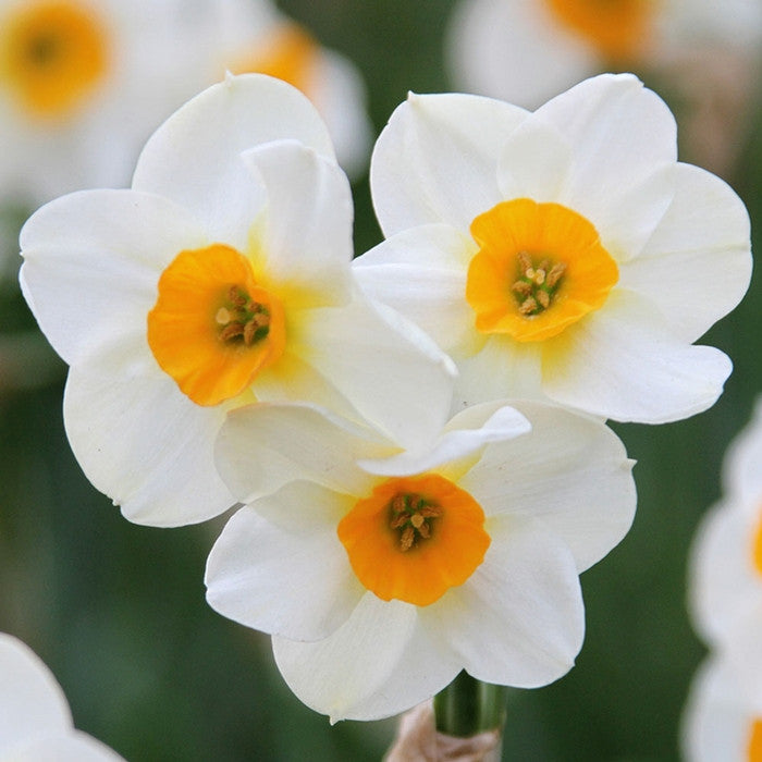 Daffodil Jonquilla Beautiful Eyes