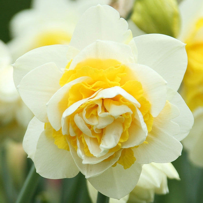 Daffodil Double Lingerie