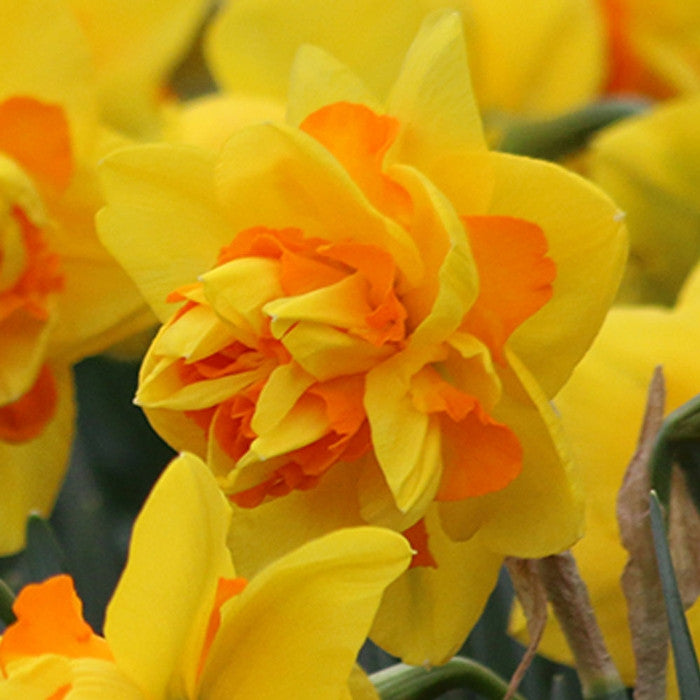 Daffodil Double La Torch