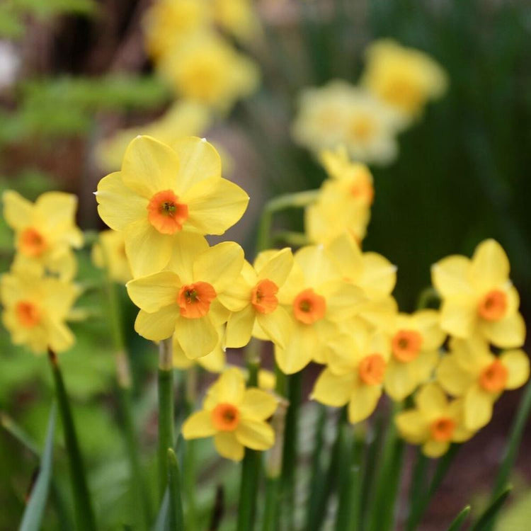 Tazetta narcissus Golden Dawn blooming in a spring garden, showing this fragrant daffodil's flower clusters with yellow petals and orange cups.
