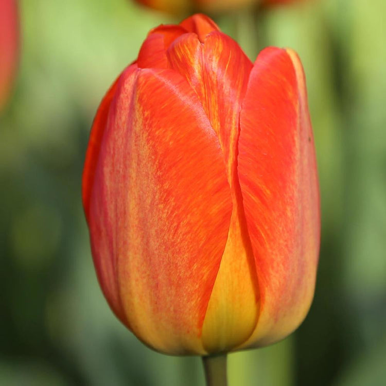 Tulip Darwin Hybrid Orange Queen