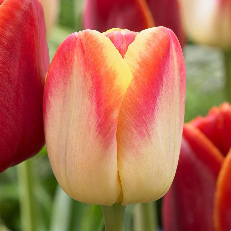 Tulip Triumph Candy Corner