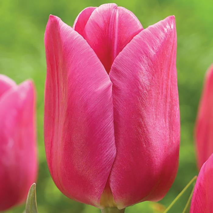 Tulip Triumph Involve