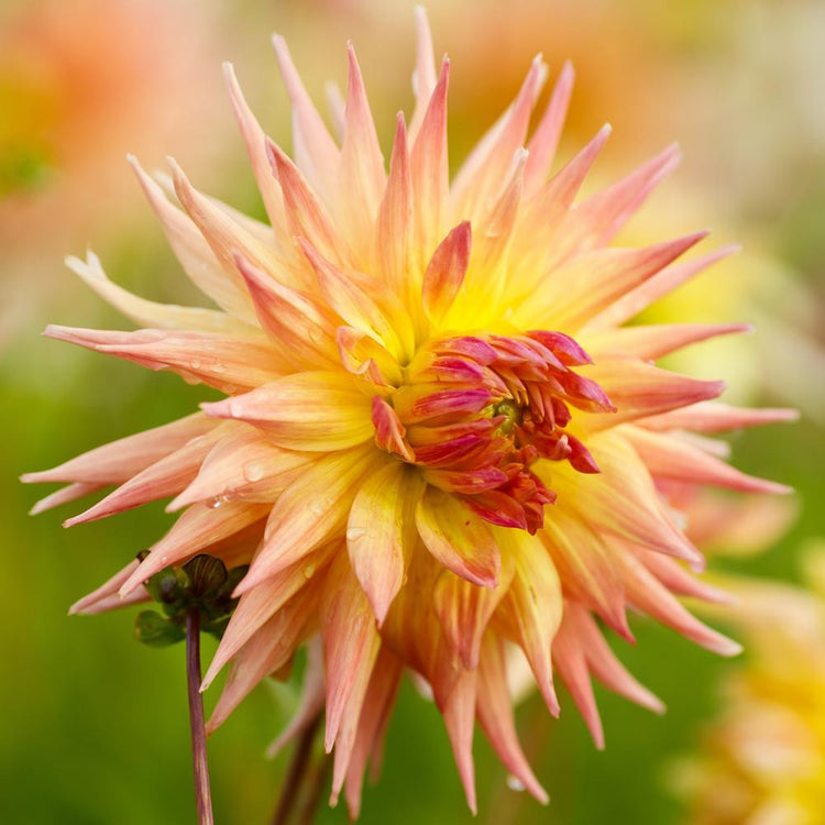 Dahlia Dinnerplate Penhill Autumn Shade