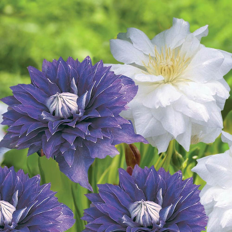 Clematis Standard Multi Blue & Duchess of Edinburgh