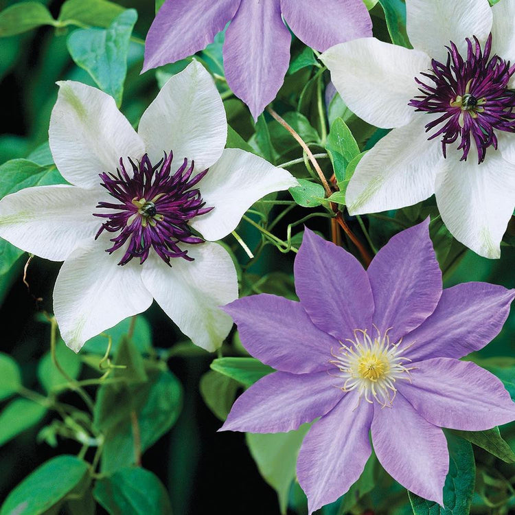 Clematis Standard Florida Sieboldii & Ramona