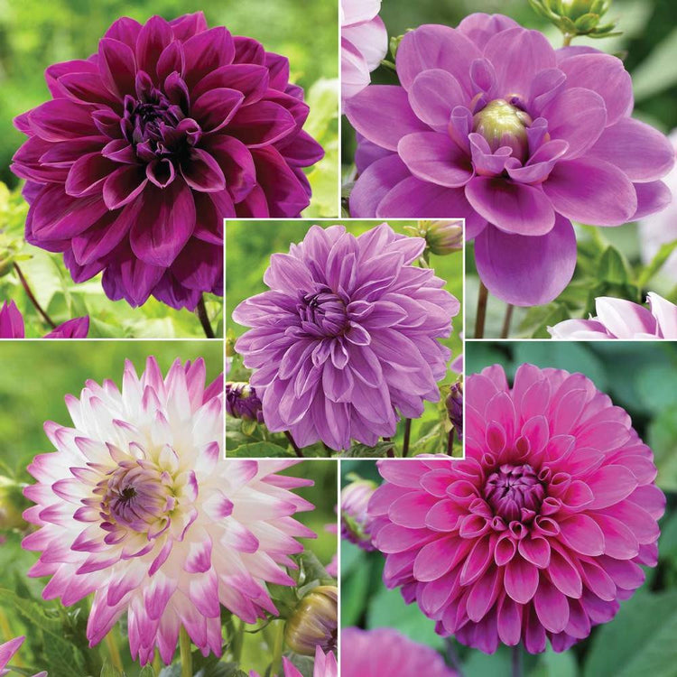Dahlia Assorted Purple Collection