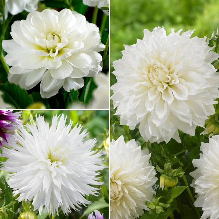 Dahlia Assorted White Collection