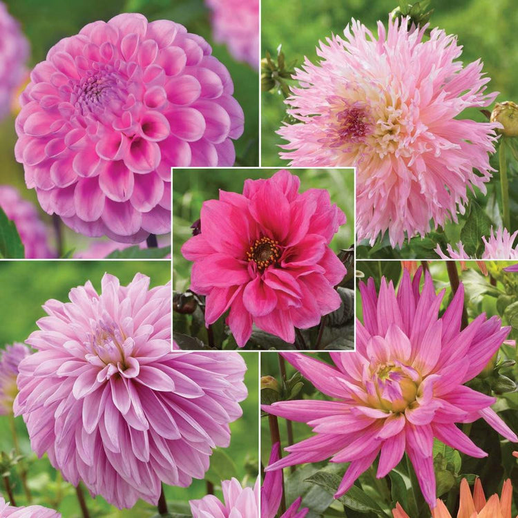 Dahlia Assorted Pink Collection