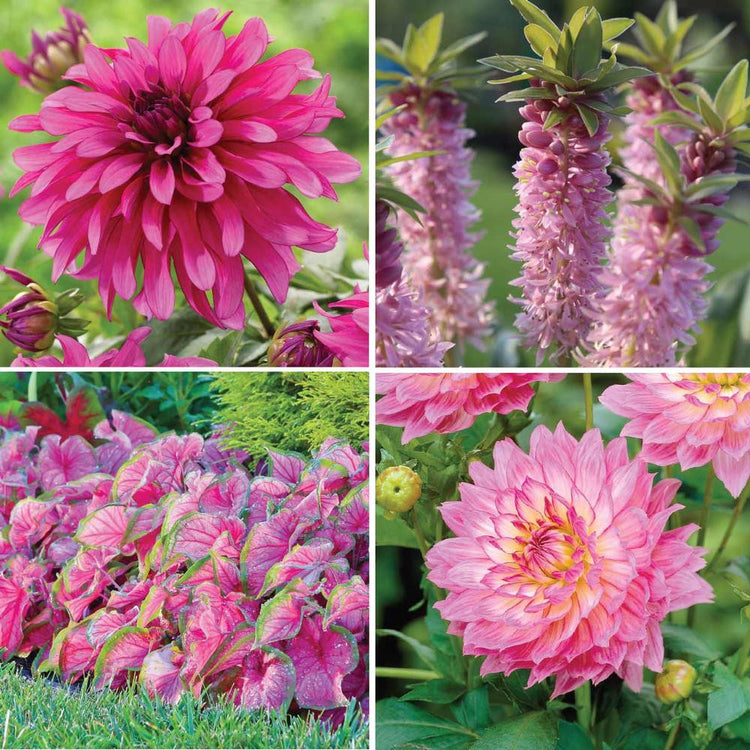 An assortment of pink summer-blooming flowers that are all well suited to growing in a planter on a patio or deck.