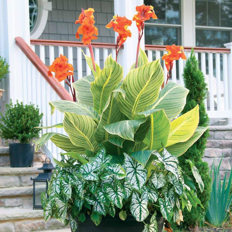 Container Collection Caladium White Christmas & Canna Tropicanna Gold