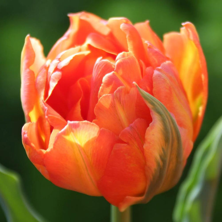 Tulip Double Early Monte Orange