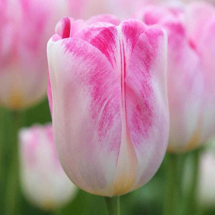 Close up view of the pink and white Triumph tulip Infinity showing this variety's subtle color variations in the petals from very pale to bold pink.