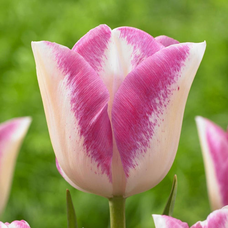 A single blossom of mid-season Triumph tulip Del Piero showing the flower's creamy white petals edged in flamingo pink .